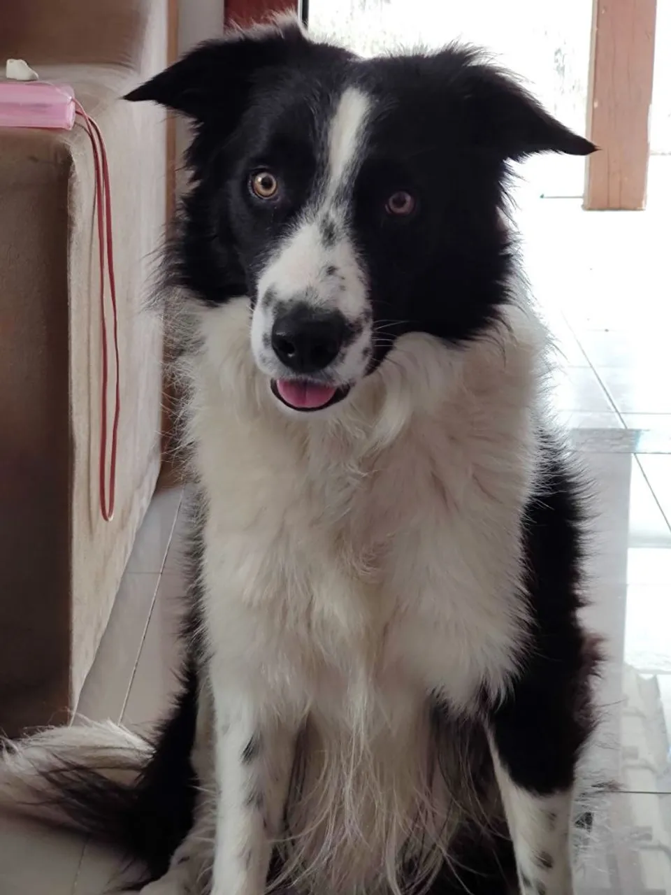 Border Collie Lindo para adoção!