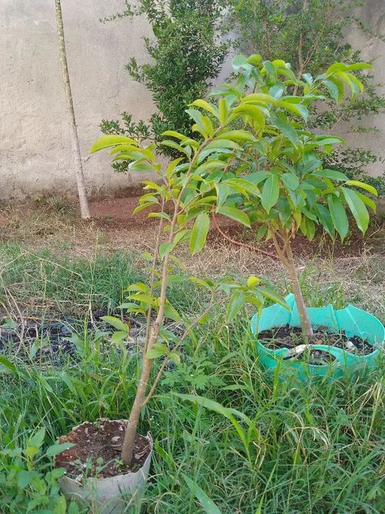 Mudas de gravióla  - Foto 3
