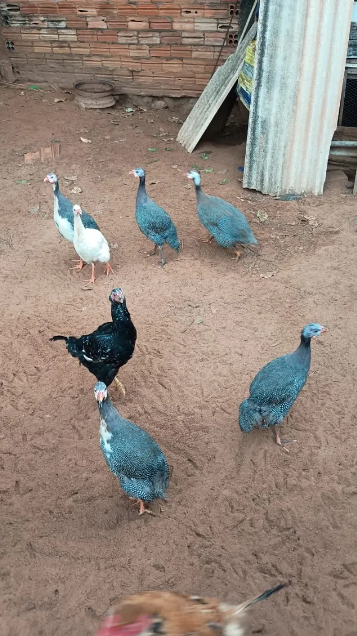 Galinhas de Angola