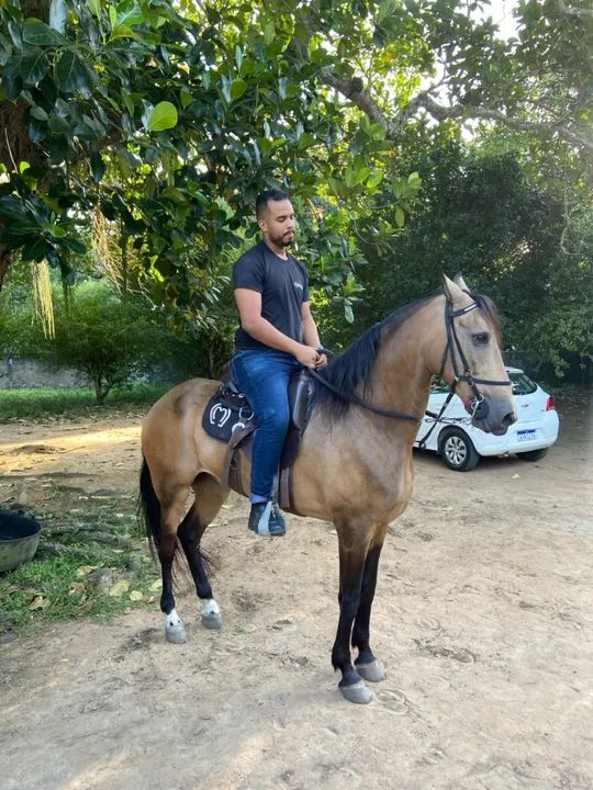 Cavalo Mangalarga Marchador - Foto 5