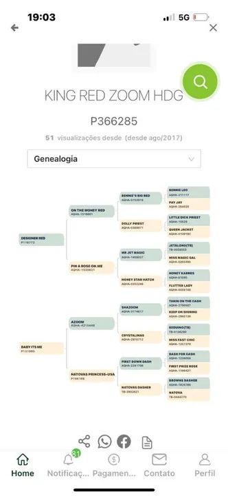 potro 2 anos filho direto de deziginer red - Foto 2