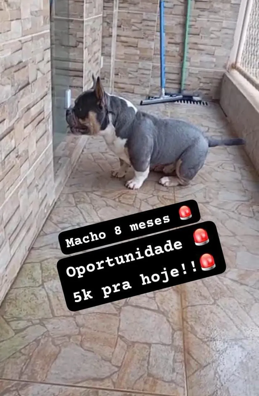 American Bully Macho Micro.. # (( oportunidade )) #