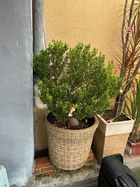 Plantas e vasos  - Foto 6