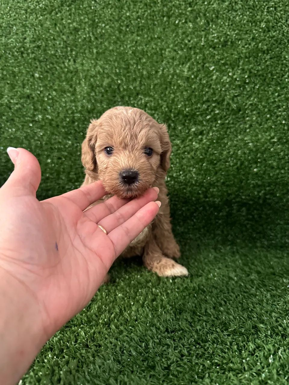 Poodle Toy Red - Filhotes vacinados e vermifugados  - Foto 2