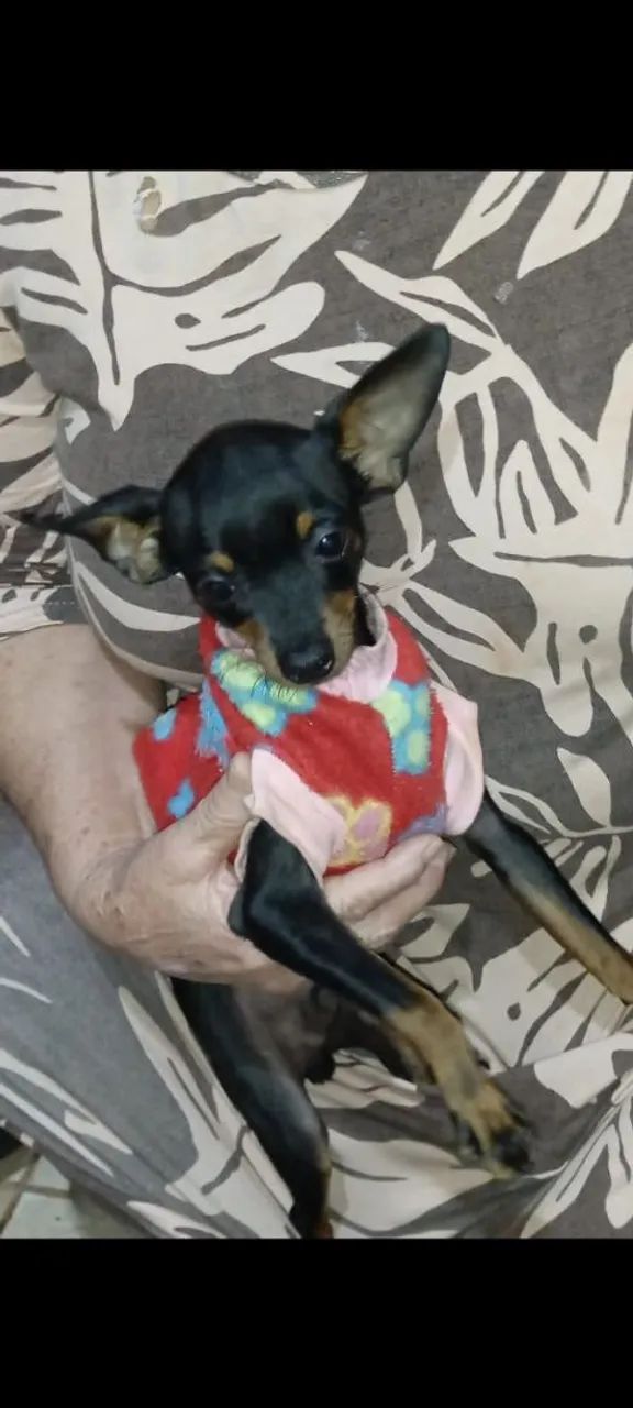 Pinscher macho tem 8  mês - Foto 4