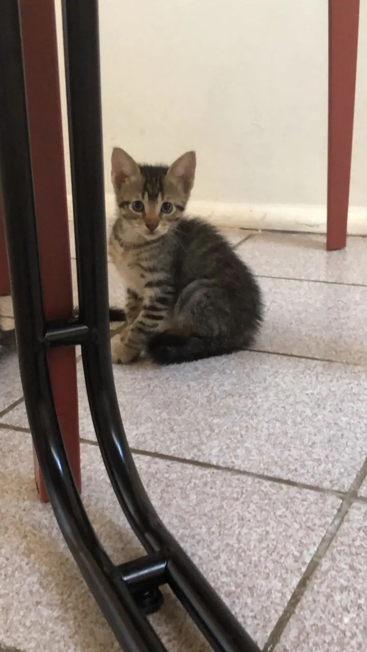 Gatas pra adoção responsável  - Foto 2