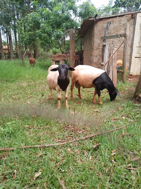 Carneiros para venda - Foto 6