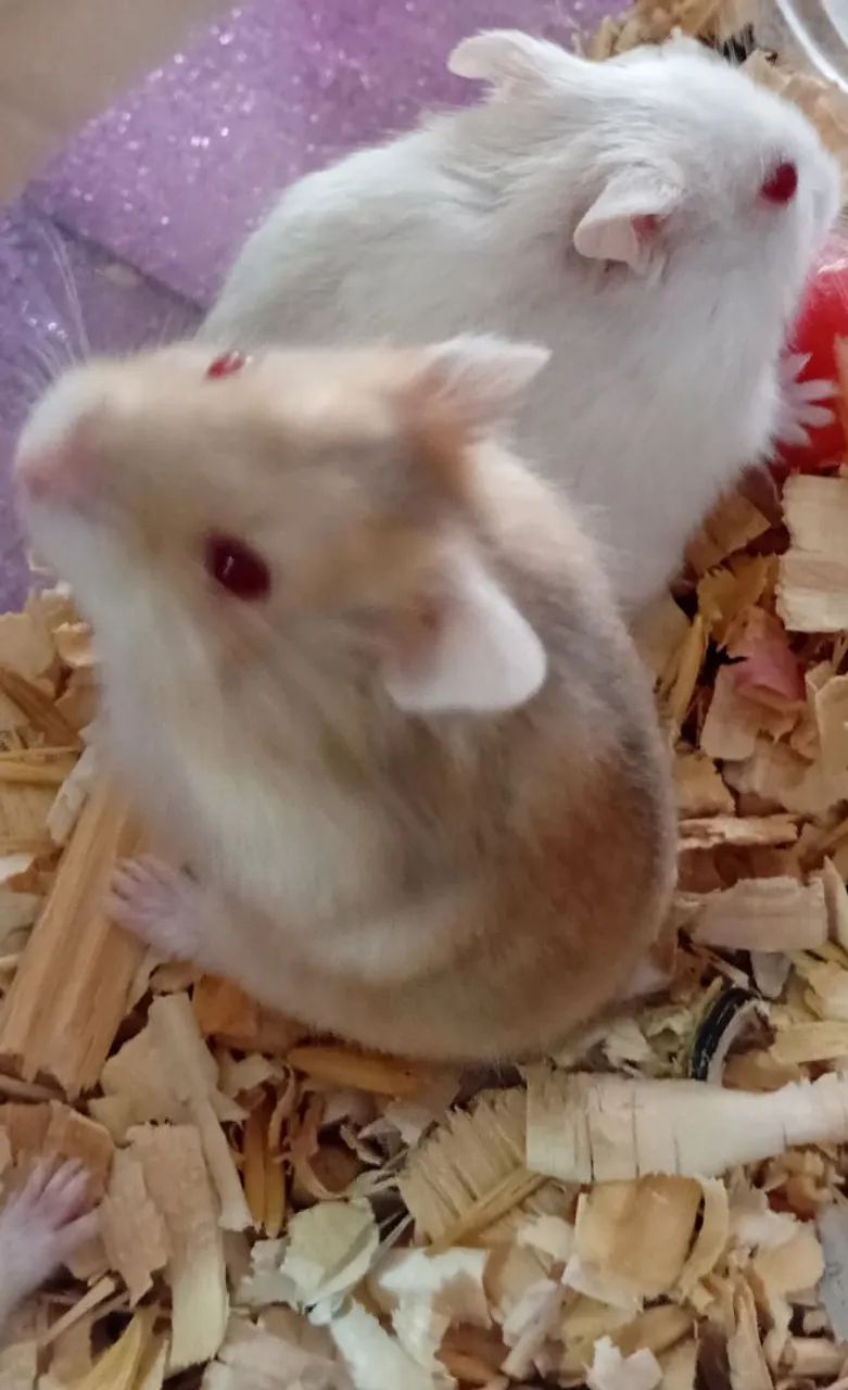 HAMSTERS ANÃO RUSSO FILHOTES