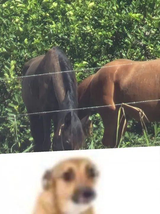 Egua por 800 reais!! (Aceito oferta)  - Foto 4