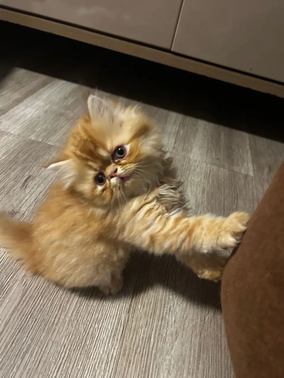 Filhote gato mini-persa - Foto 2