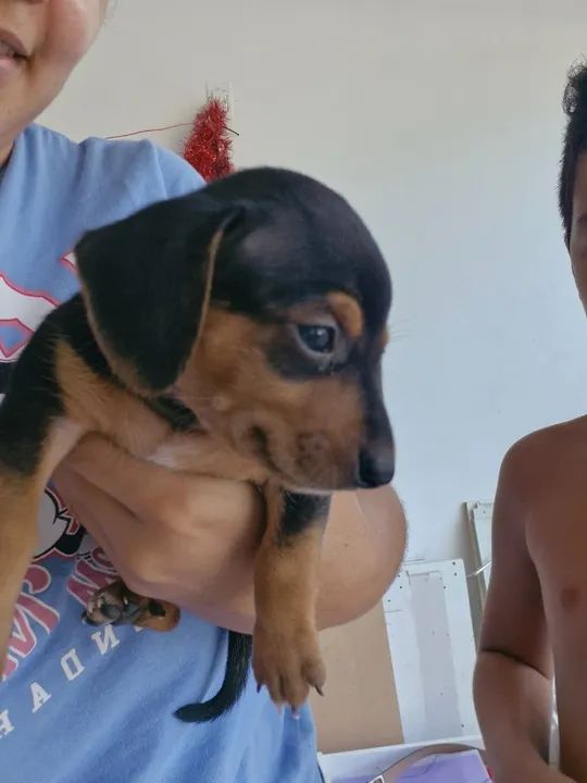 RAÇA SALSICHINHA (DACHSHUND) - Foto 2
