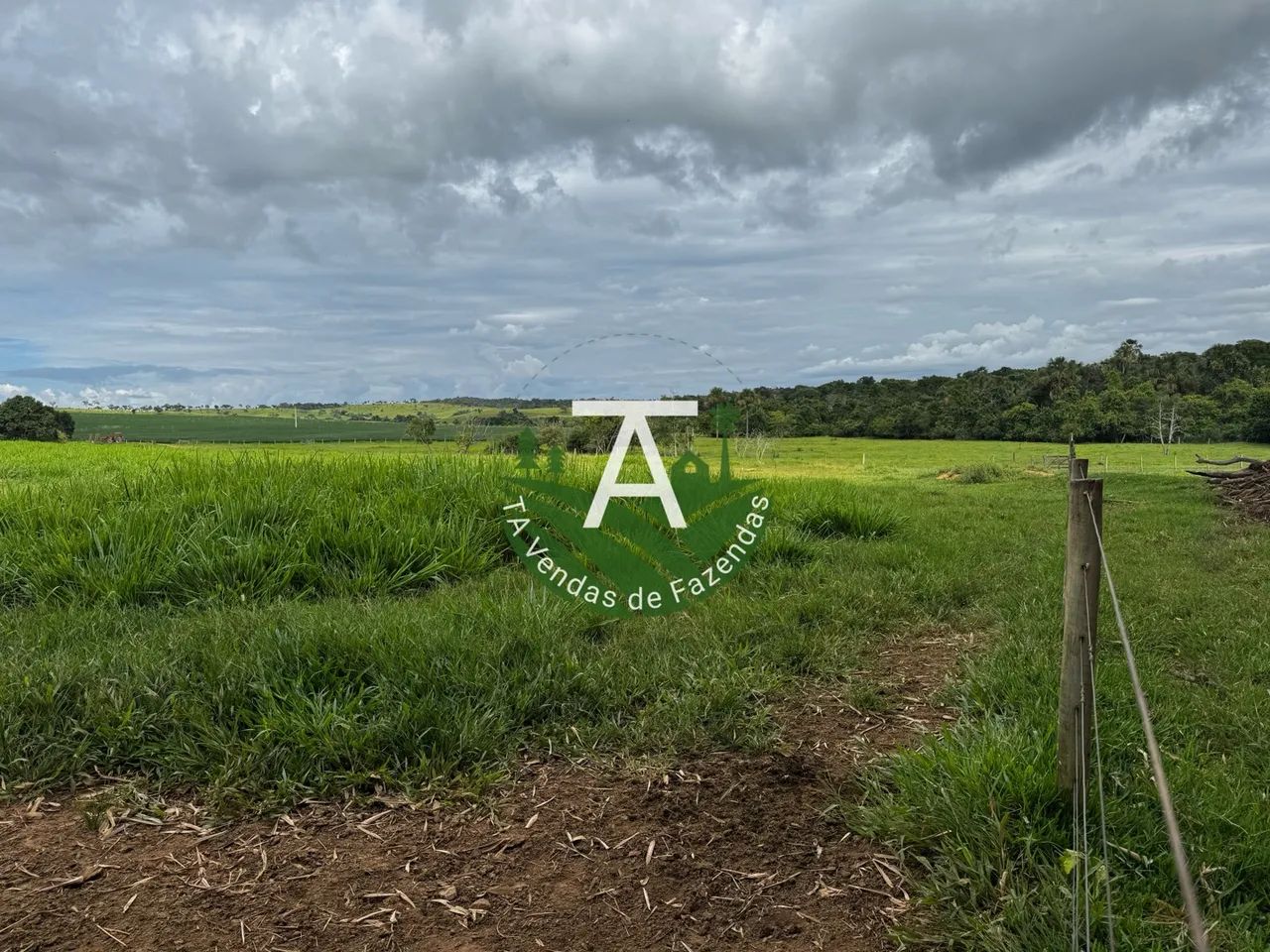 Fazenda de 212 alq em Ipameri-GO - Foto 4