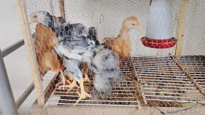 Vendo pintinhos (Brhama , Indio Gigante e GSB)