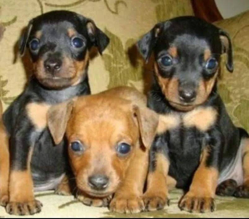 Pinscher ZERO macho e fêmea  - Foto 2