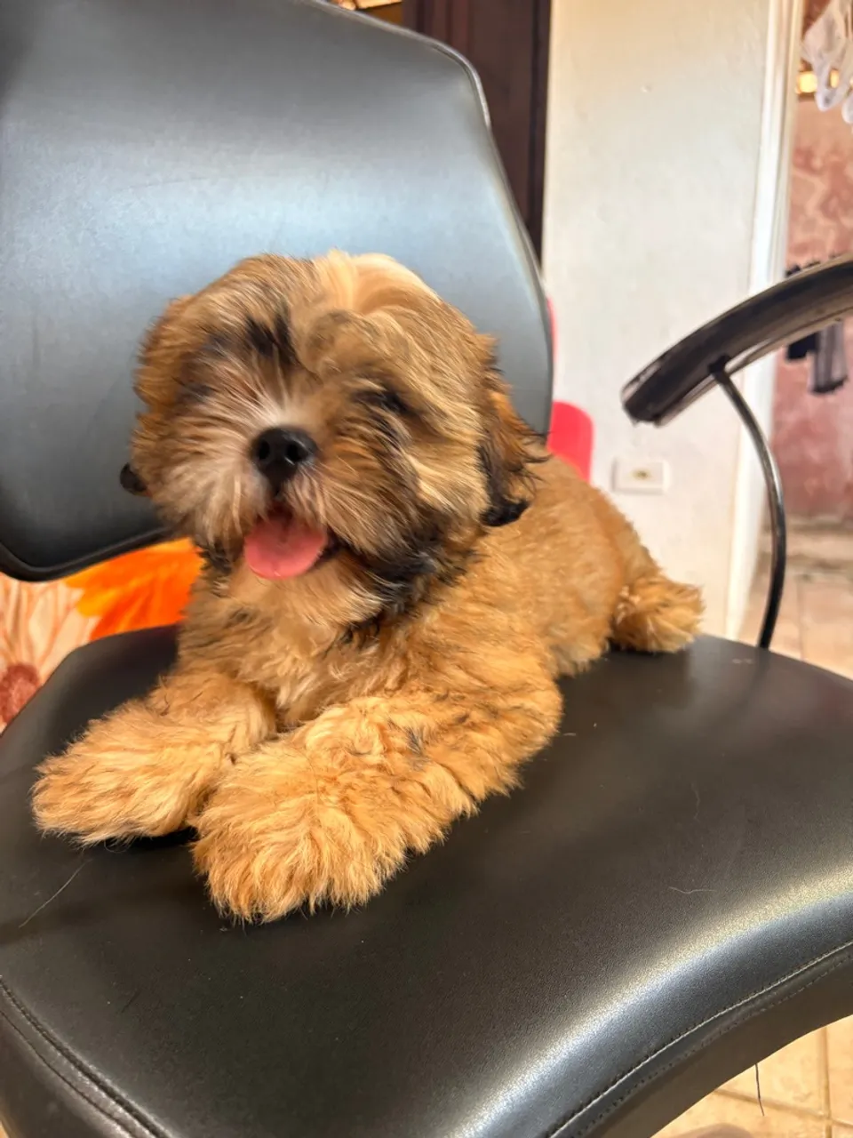 Filhote de lhasa apso disponível pra venda