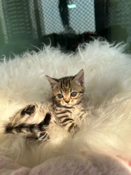 Gatinho Bengal Brown femea e macho - Foto 3