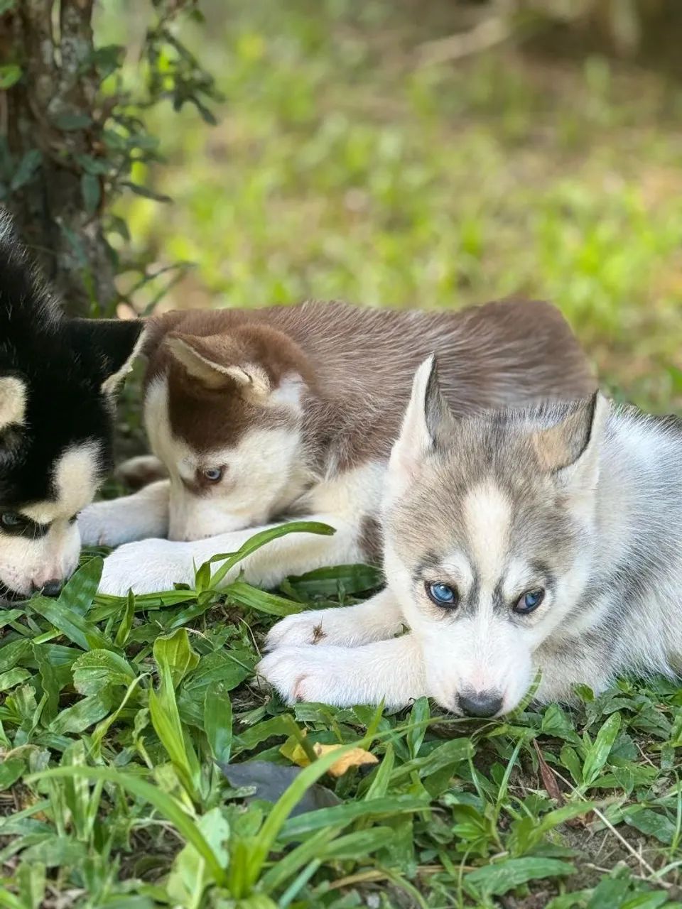 Filhotes de Husky Siberiano fêmeas  - Foto 6