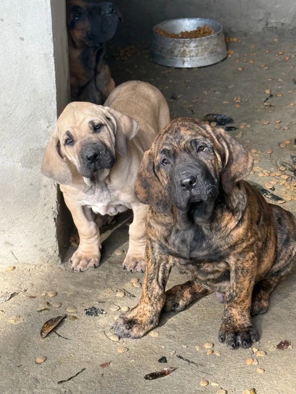 FILHOTES DE FILA BRASILEIRO  - Foto 5