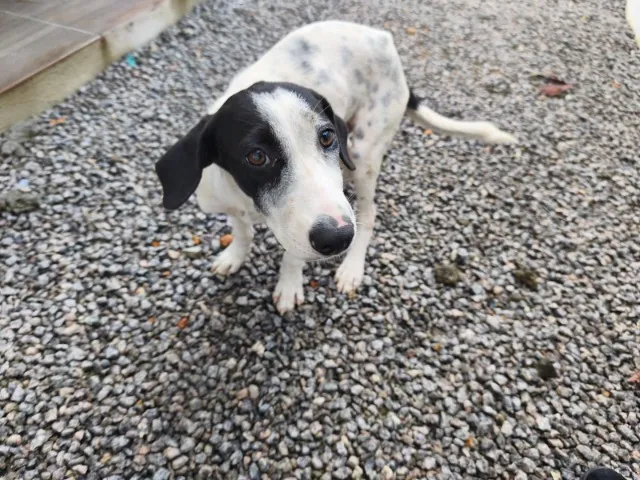 Cachorro filhote dócil