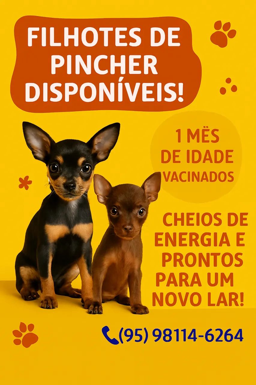 Filhotes de Pincher macho disponíveis 