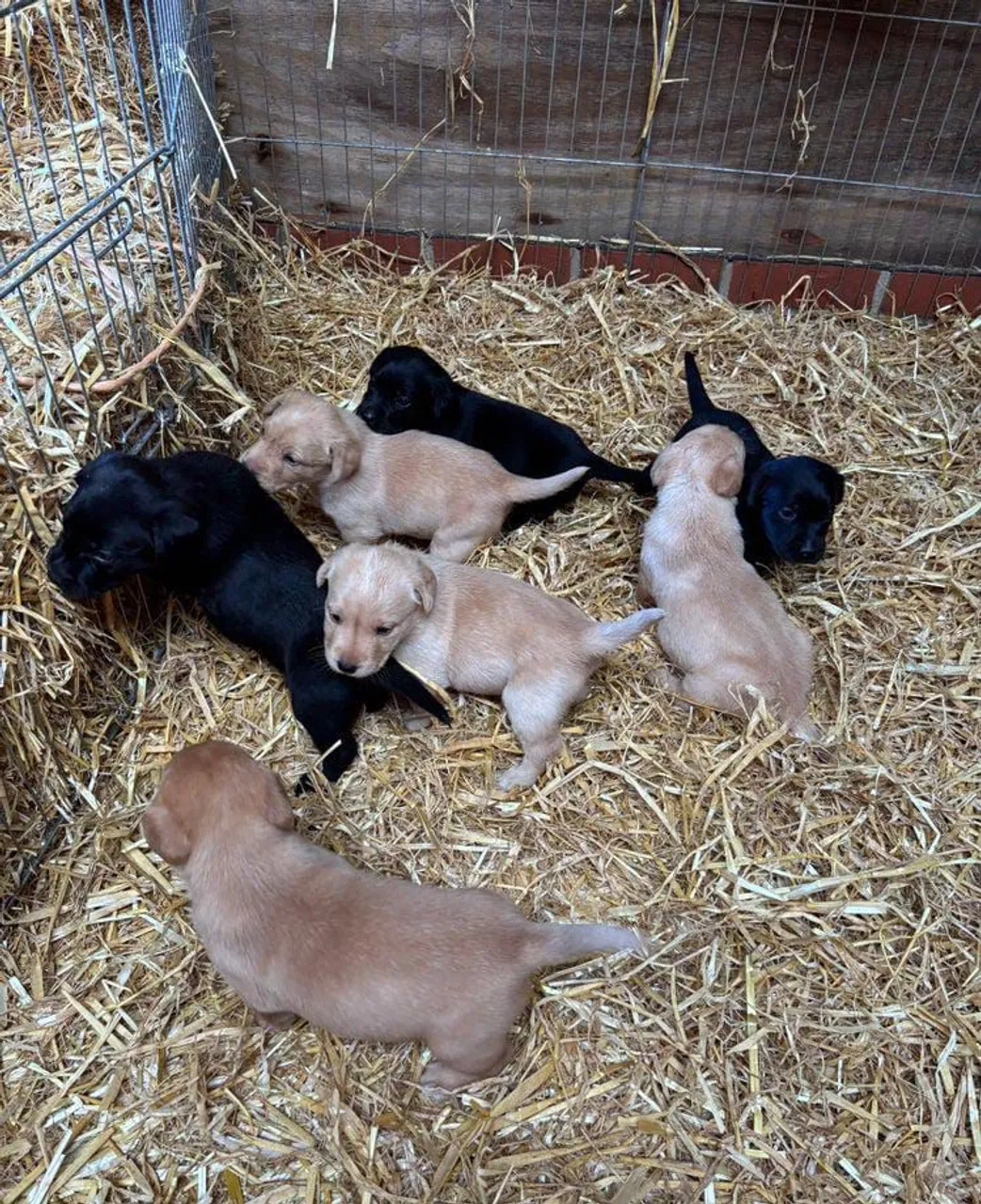Filhotes de Labrador disponíveis