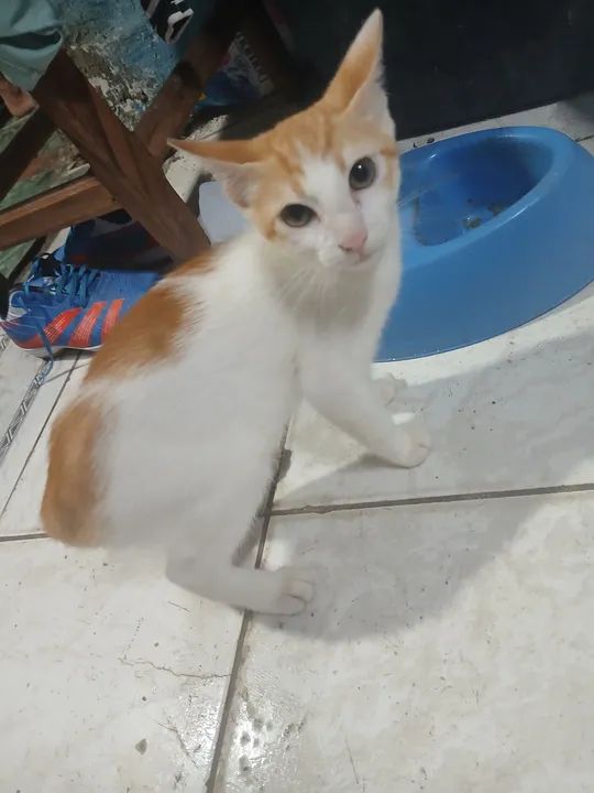 Gatinho branco e laranja
