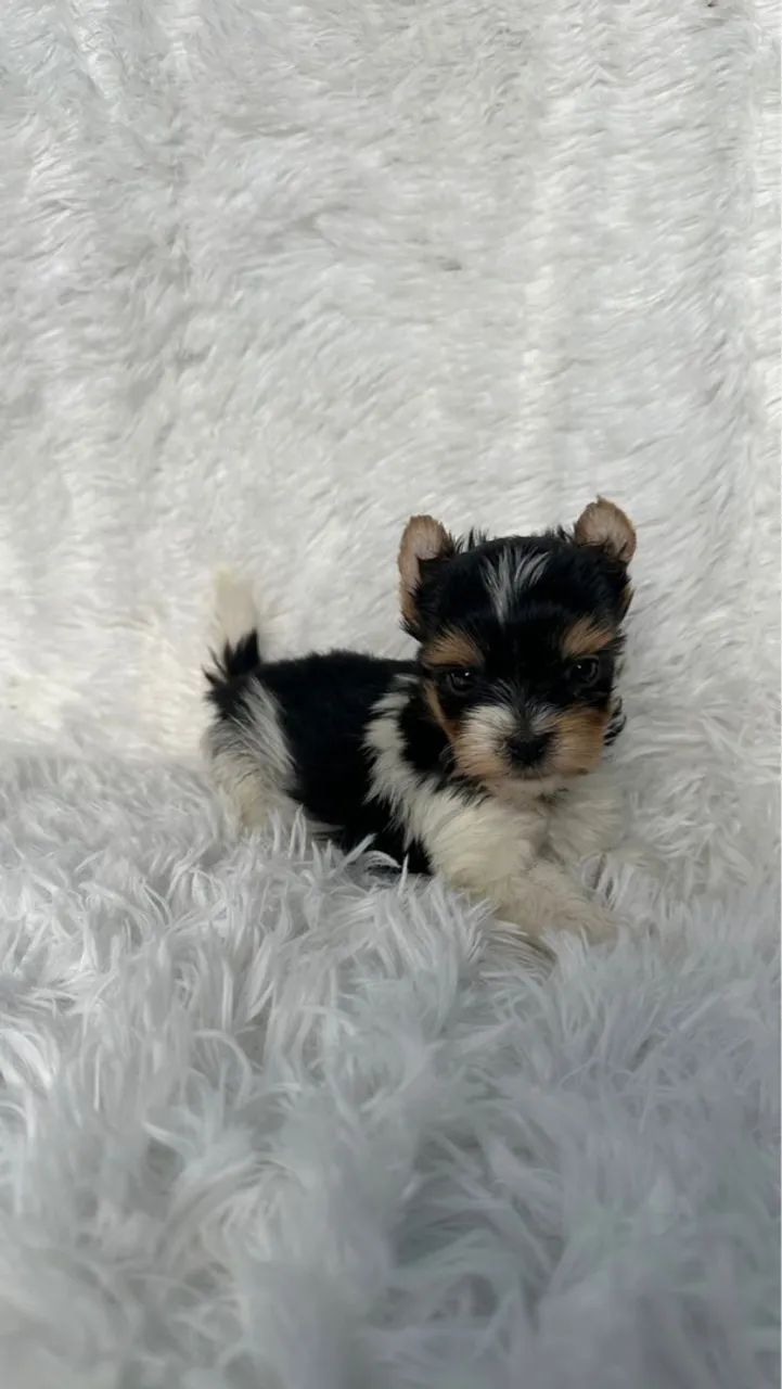 Yorkshire Biewer machos miniatura  - Foto 5