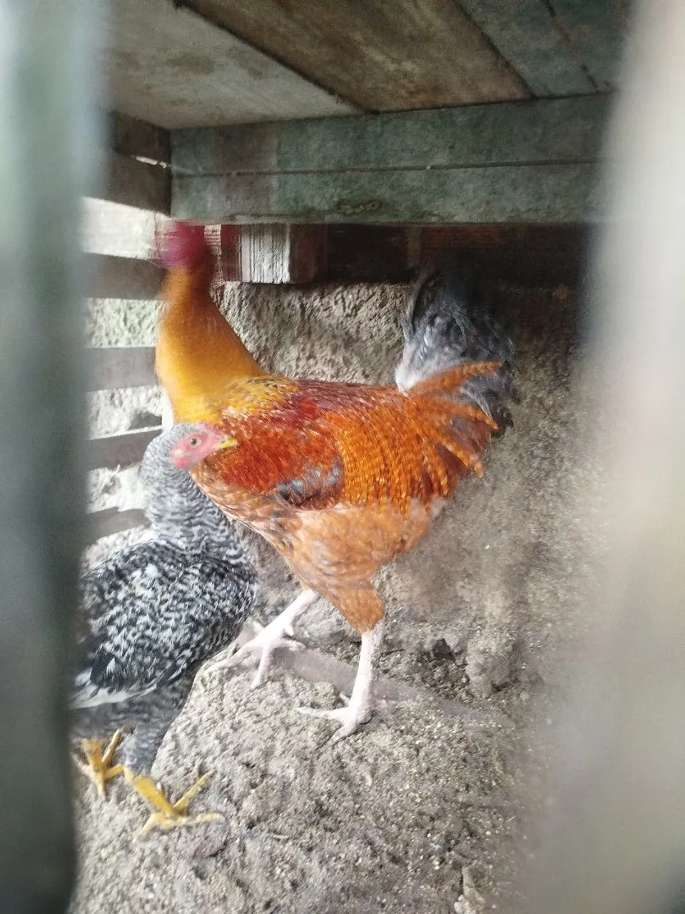 Frango de capoeira