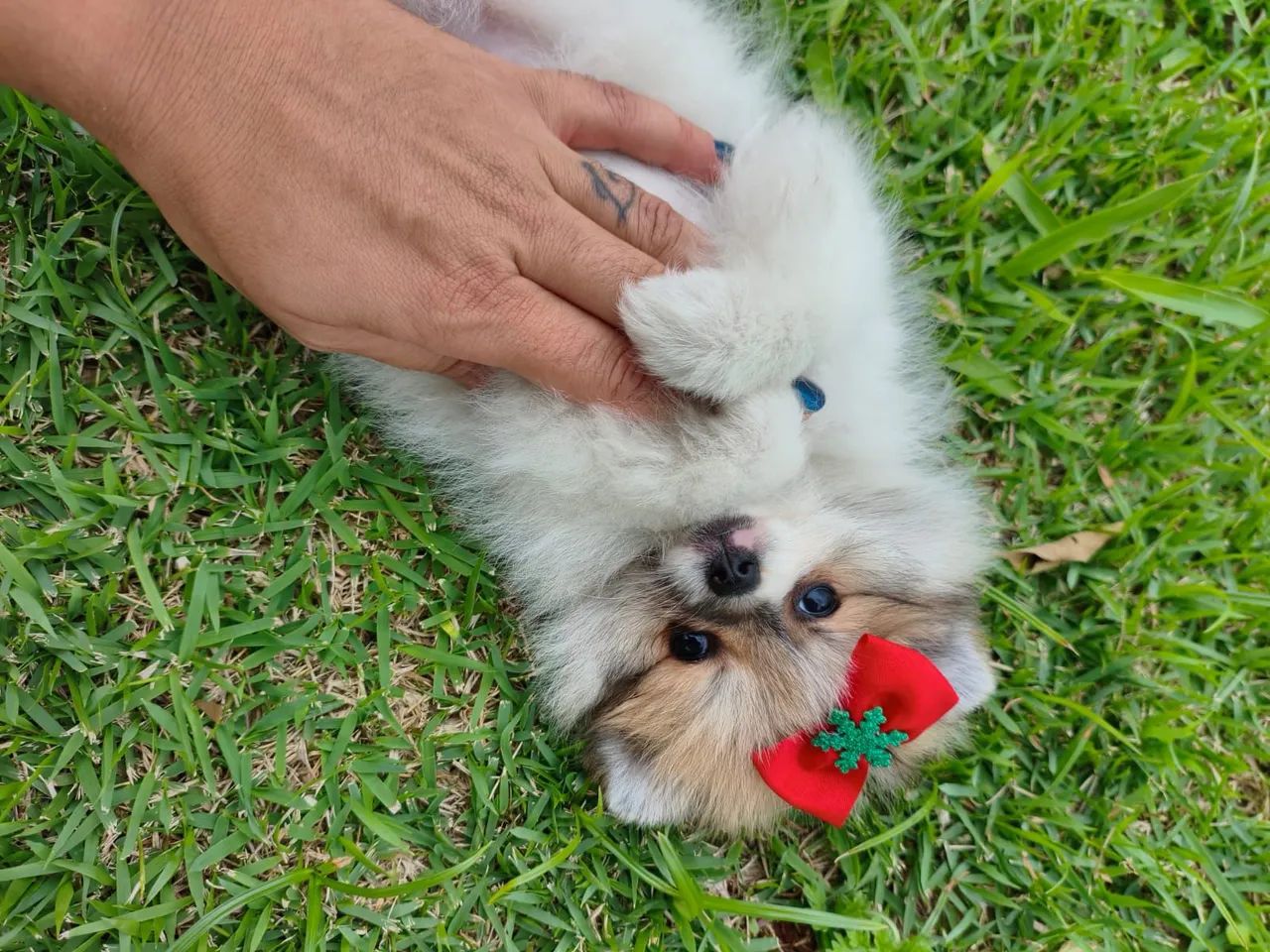 Filhote de spitz disponível fêmea anão - Foto 5