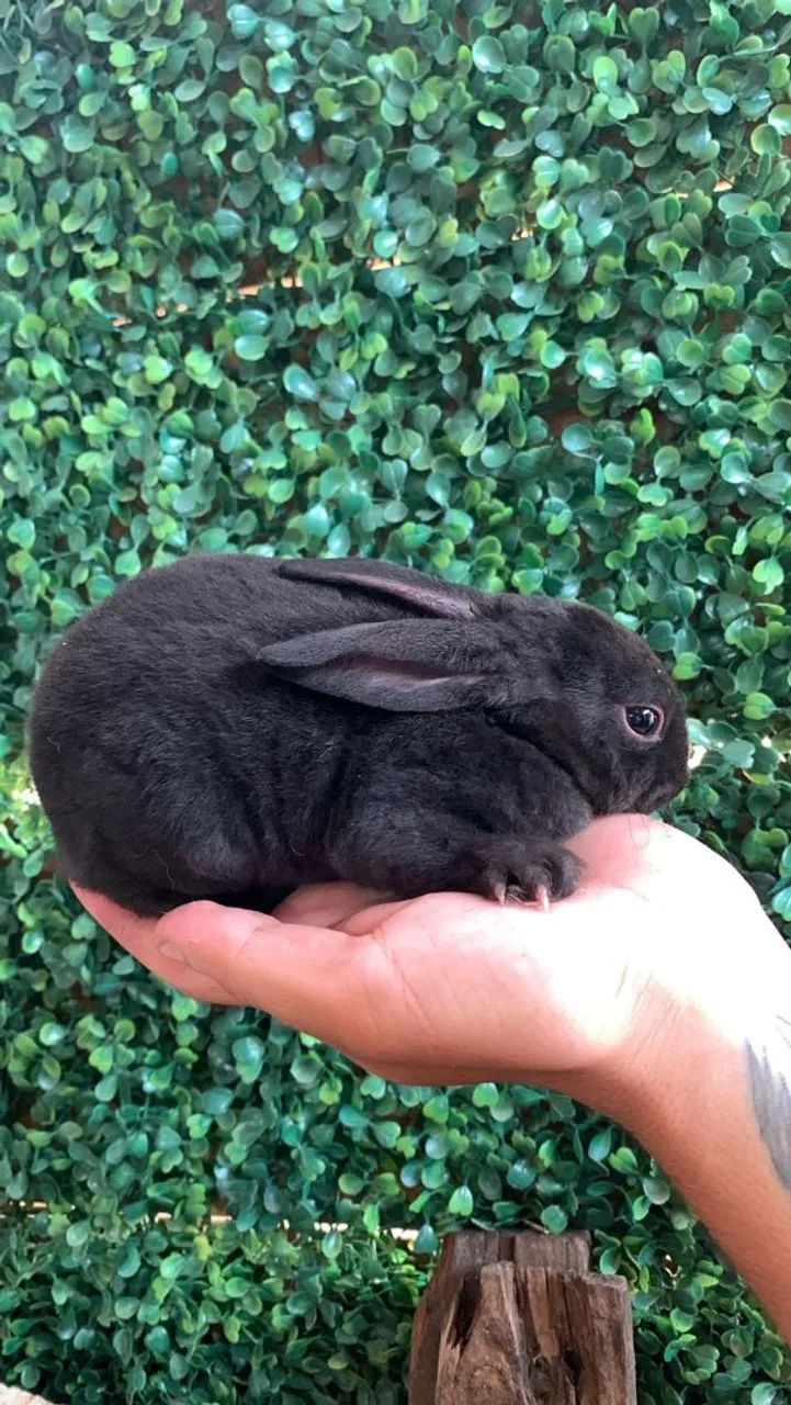 Coelhos filhotes  - Foto 2