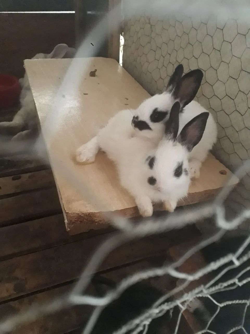 Coelhinhos fofinhos para venda - Foto 3