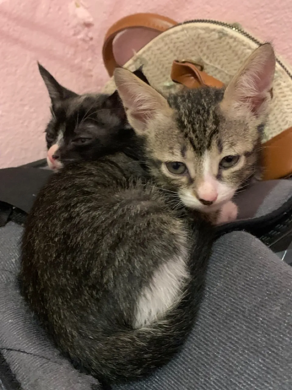 Gatinhos Filhotes para Adoção