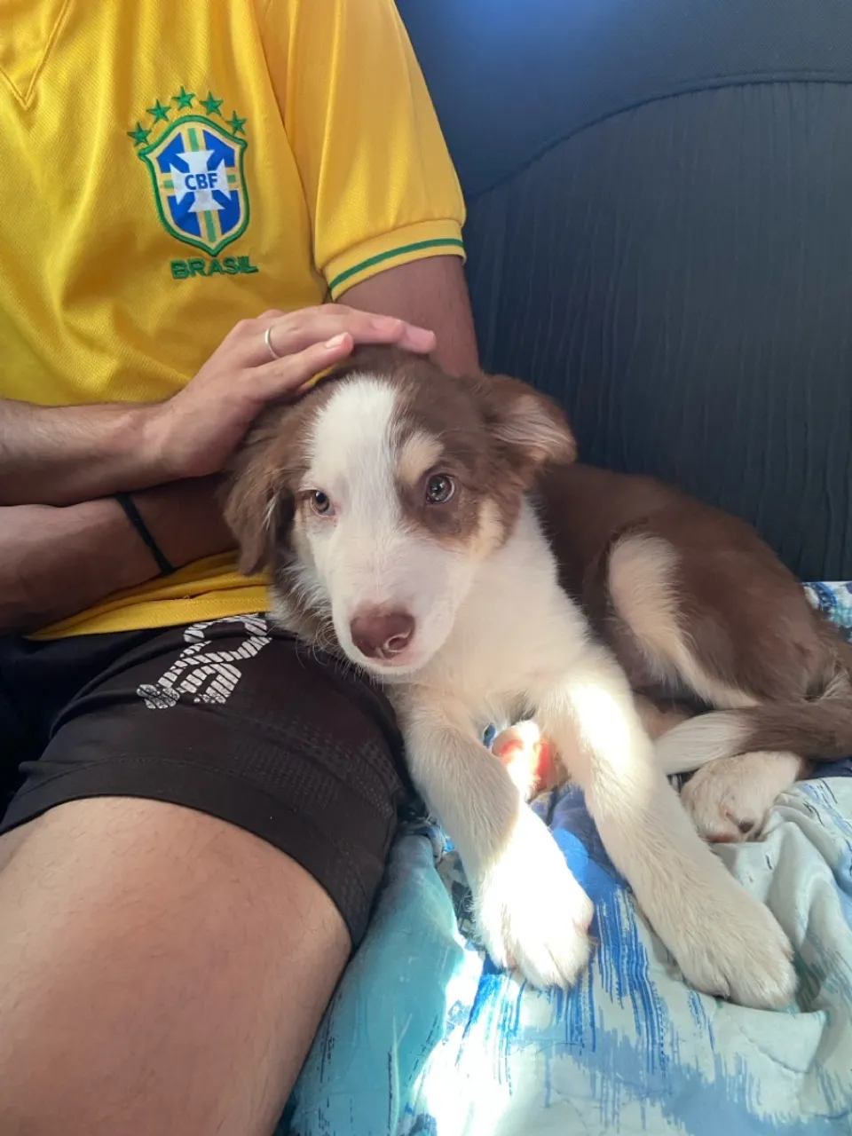 Filhote Border Collie