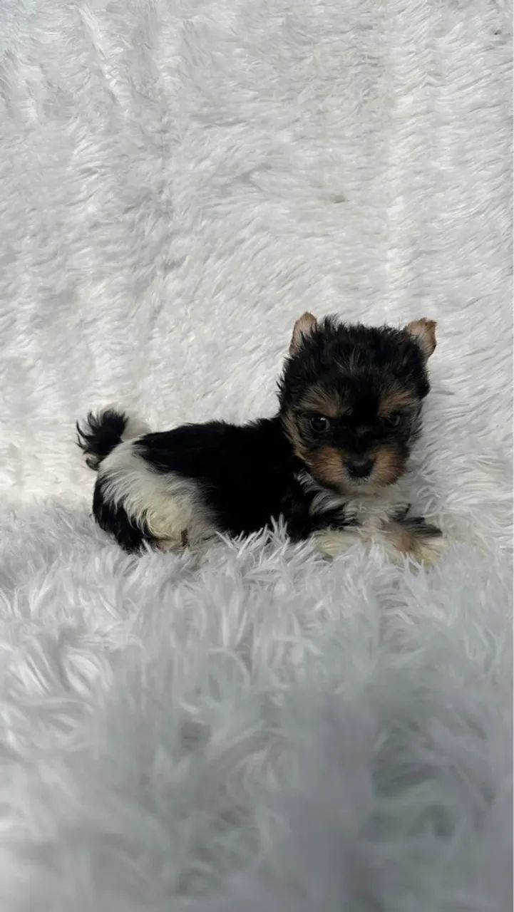 Yorkshire Biewer machos miniatura  - Foto 3