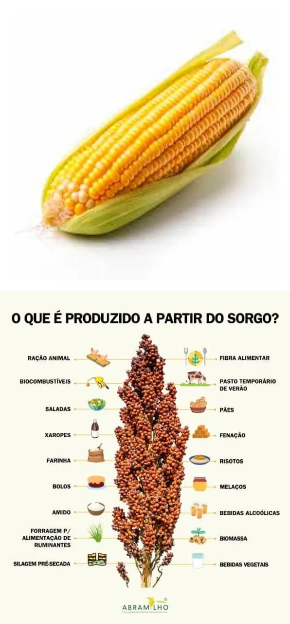 2kg Super Ração Premium completa(milho orgânico, sorgo, cálcio,sais) - Foto 3