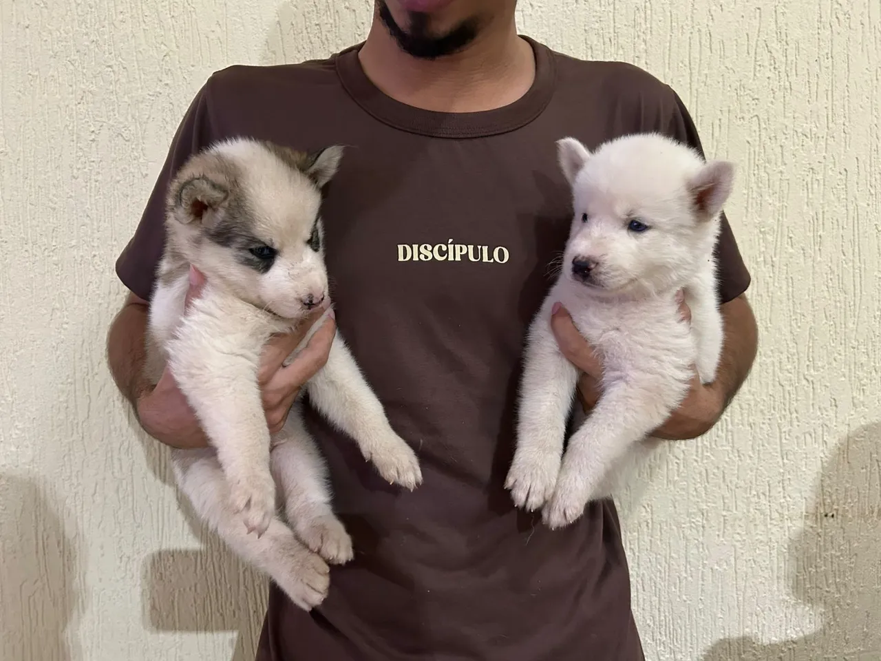 Filhotes de Husk Siberiano machos