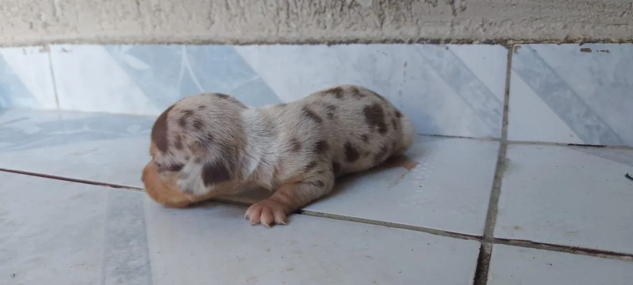 Dachshund Miniatura Lindos Filhotes Alerquim e Chocolate  - Foto 5