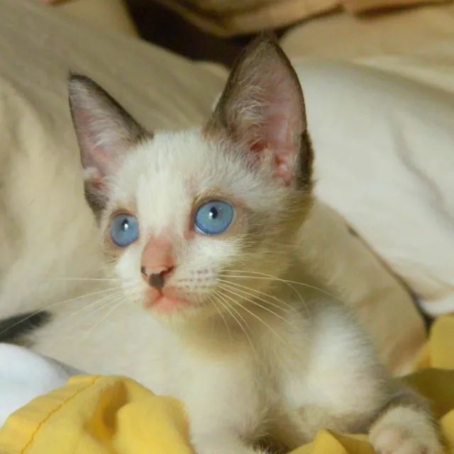 Gatinha resgatada procurando um lar 
