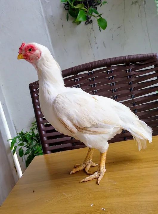 Vendo casal de Aseel Rajah Murgh Puros  - Foto 2