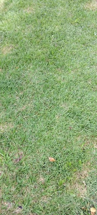 Grama verde de ótima qualidade  - Foto 2