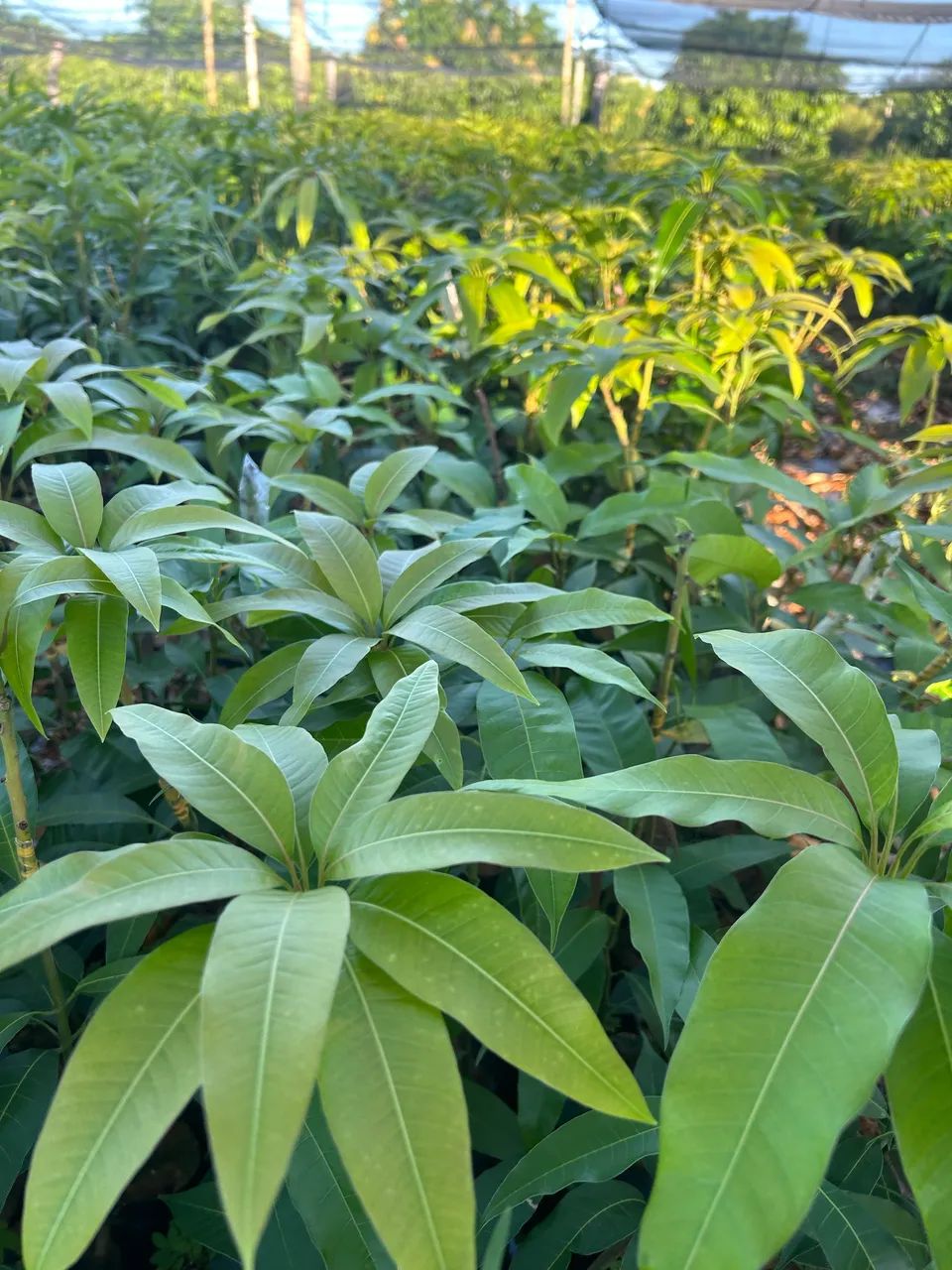 Mudas de manga - Foto 4