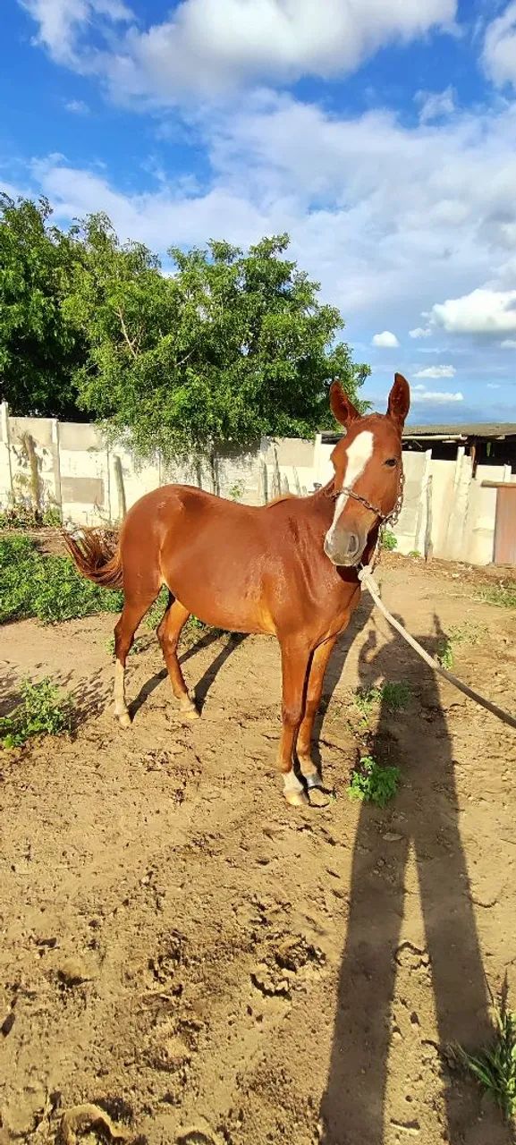 Potra mangalarga  - Foto 4