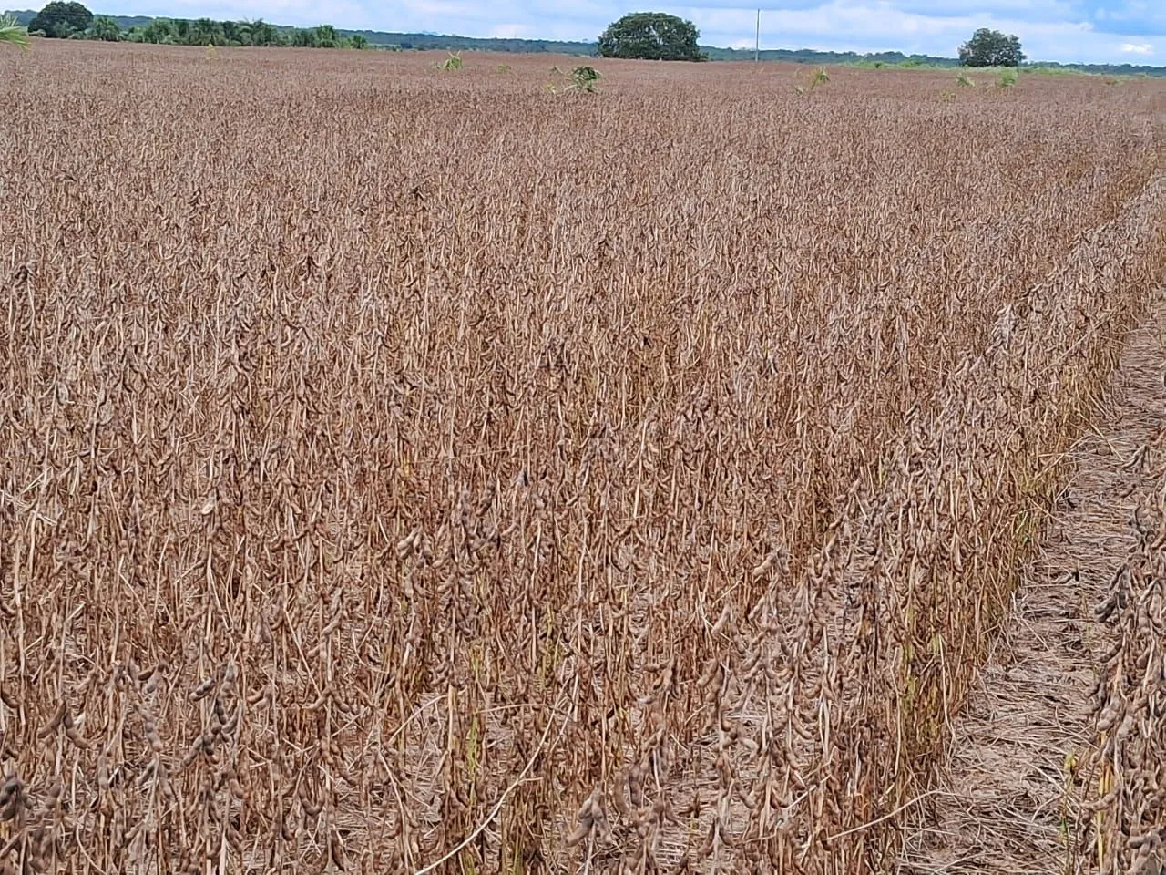 Fazenda de arrendamento 4.500hec em santa Maria das barreiras PA. Grade na descrição