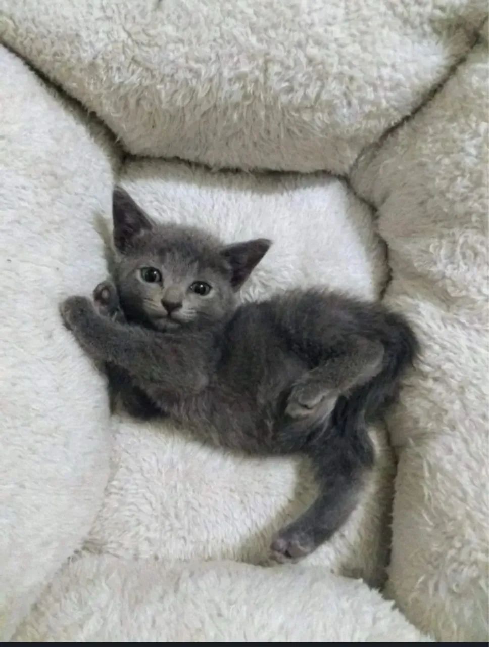 Russian Blue Lindo Machinho