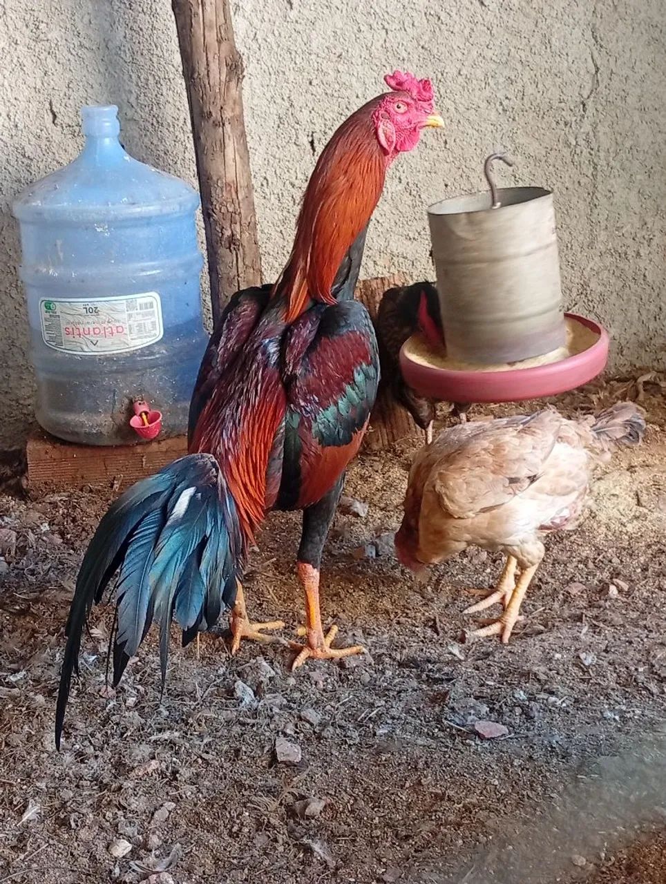 Galo  - Foto 3