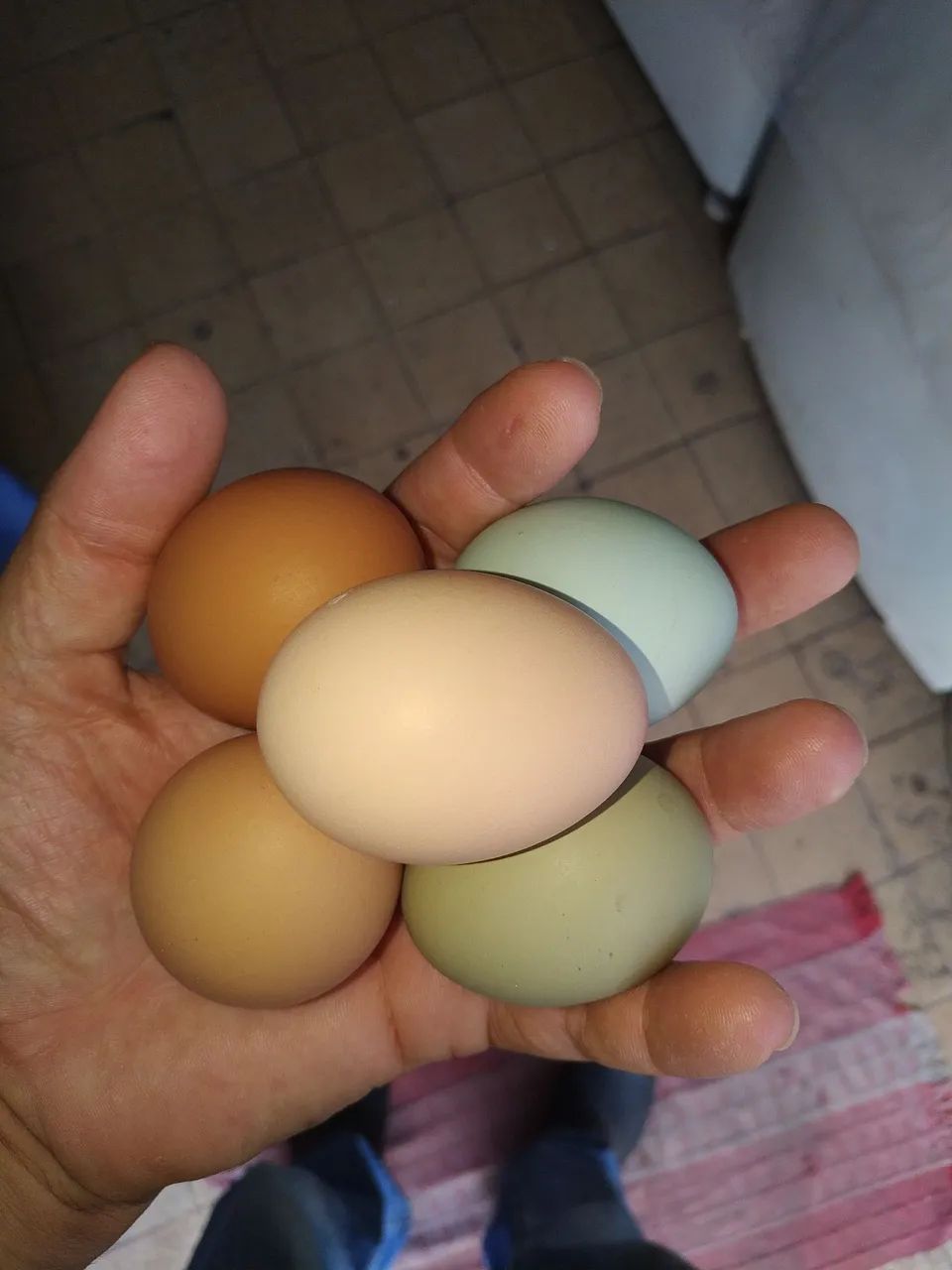 Ovos férteis de galinha GLC, legorne americana e pesadão vermelho e Embrapa 051 - Foto 2