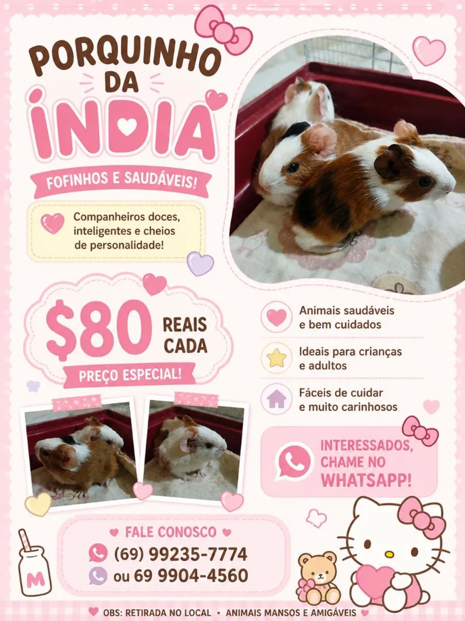 Porquinho da Índia 