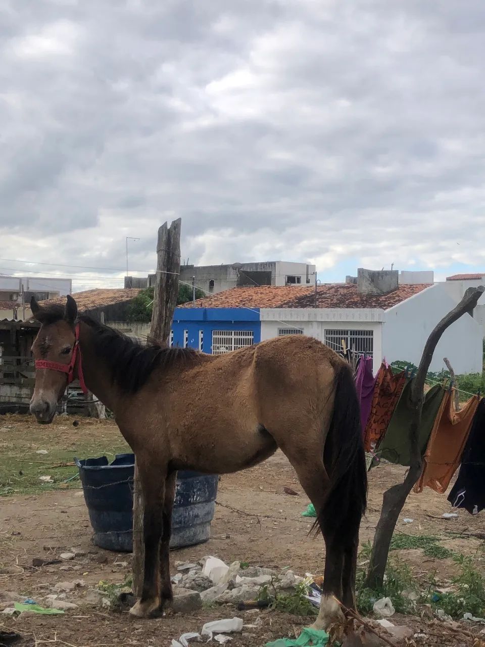 Potro sem defeitos 