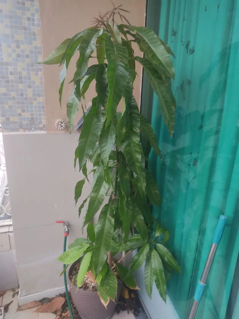 Frutíferas em vasos