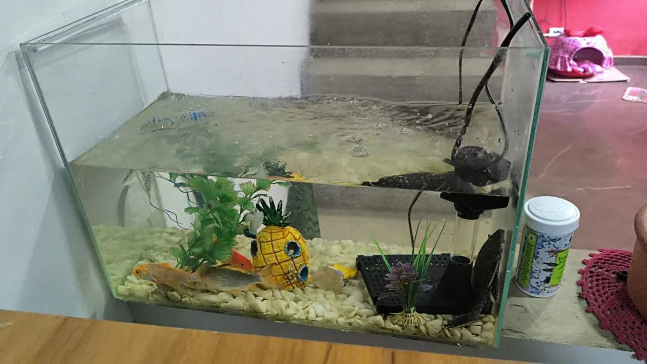 Aquário 45L com enfeites - Foto 3